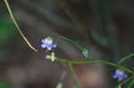 Small bonny bellflower